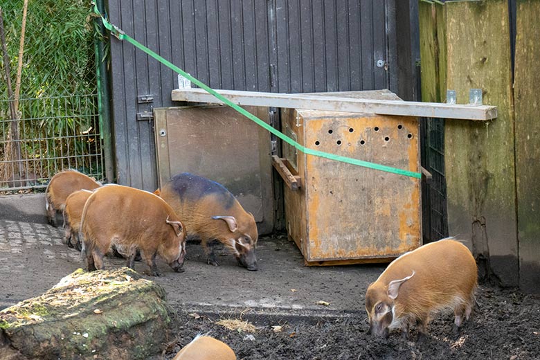 Blau markiertes weibliches junges Pinselohrschwein am 16. Oktober 2023 neben der Transport-Kiste auf der oberen Pinselohrschwein-Außenanlage im Wuppertaler Zoo