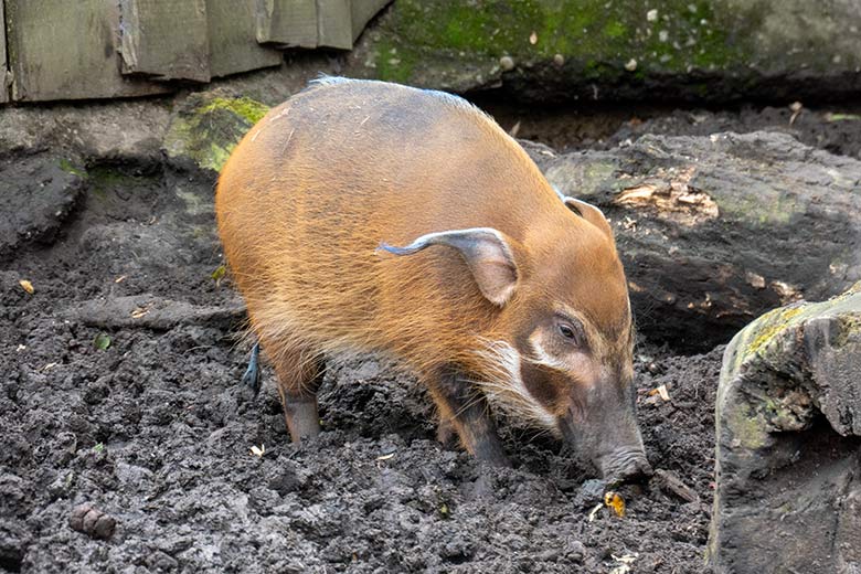 Blau markiertes weibliches junges Pinselohrschwein am 18. Oktober 2023 auf der unteren Pinselohrschwein-Außenanlage im Zoologischen Garten Wuppertal