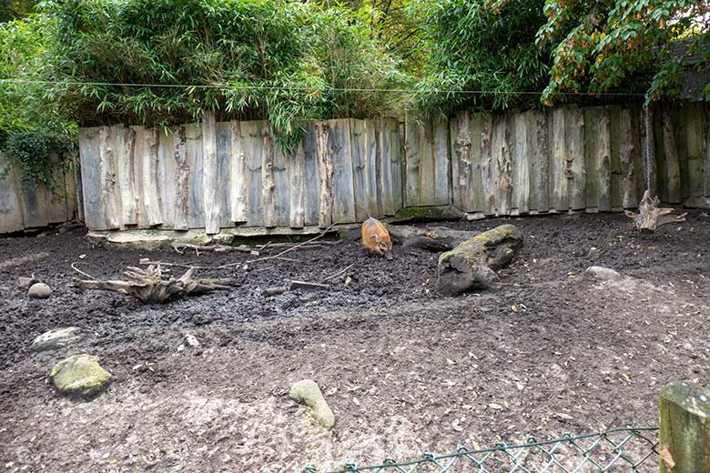 Blau markiertes weibliches junges Pinselohrschwein am 18. Oktober 2023 allein auf der unteren Pinselohrschwein-Außenanlage im Zoo Wuppertal