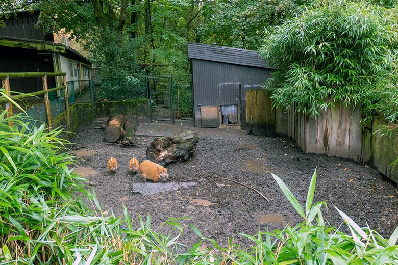 Pinselohrschweine am 20. Oktober 2023 auf dem oberen Pinselohrschwein-Außengehege im Wuppertaler Zoo ohne Transport-Kiste vor dem Stallgebäude