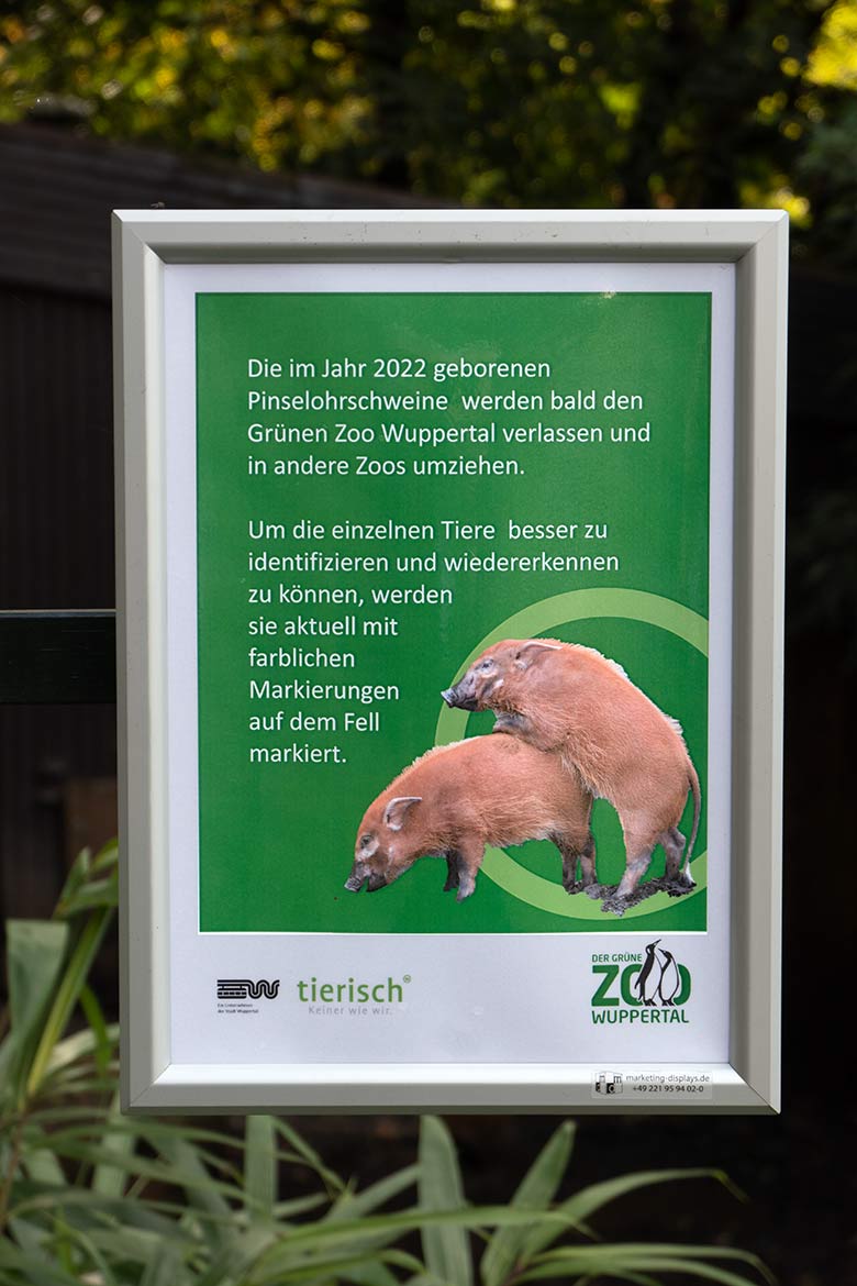 Aushang am 21. Oktober 2023 zur Abreise und farblichen Markierung der Pinselohrschwein-Jungtiere aus dem Jahr 2022 am Pinselohrschwein-Außengehege im Grünen Zoo Wuppertal