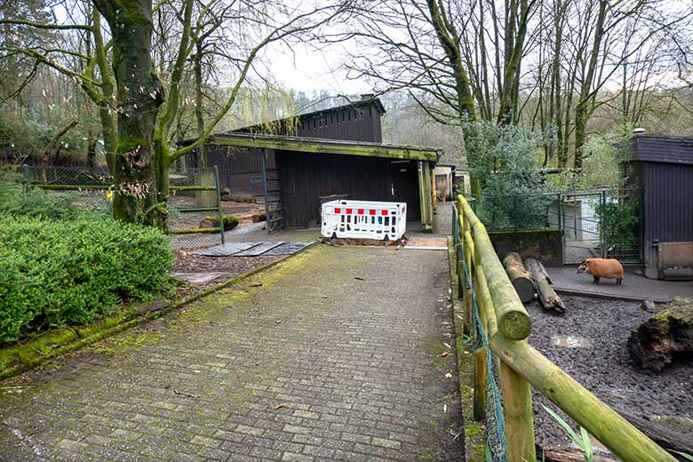 Bauarbeiten zur Erweiterung der Anlage für Pinselohrschweine am 12. März 2024 auf dem Areal der ehemaligen Bongo-Anlage im Grünen Zoo Wuppertal
