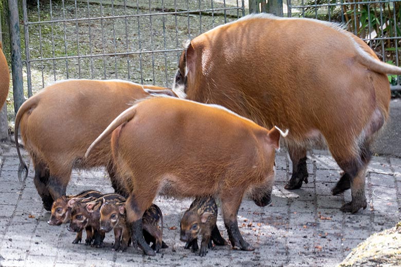 Pinselohrschweine mit Ferkeln am 13. April 2024 auf der Außenanlage im Grünen Zoo Wuppertal