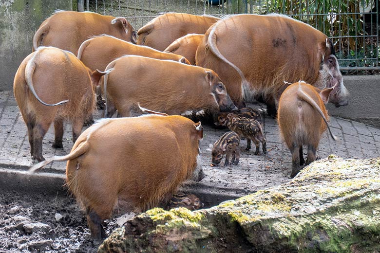 Pinselohrschweine mit Ferkeln am 13. April 2024 auf der Außenanlage im Zoologischen Garten der Stadt Wuppertal