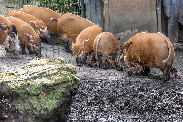 Pinselohrschweine mit Ferkeln am 13. April 2024 auf der Außenanlage im Wuppertaler Zoo