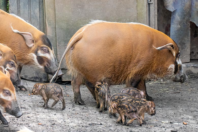 Pinselohrschwein-Zucht-Sau SISSI mit sechs Ferkeln am 13. April 2024 auf der Außenanlage im Zoo Wuppertal