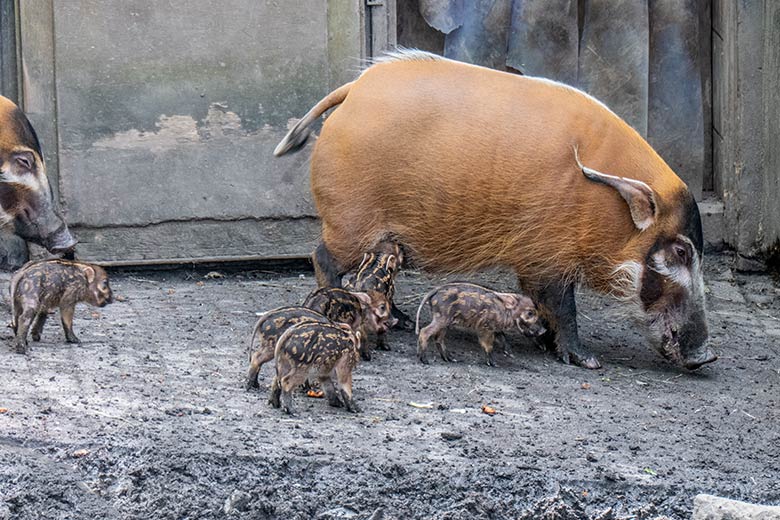 Pinselohrschwein-Zucht-Sau SISSI mit sechs Ferkeln am 13. April 2024 auf der Außenanlage im Grünen Zoo Wuppertal