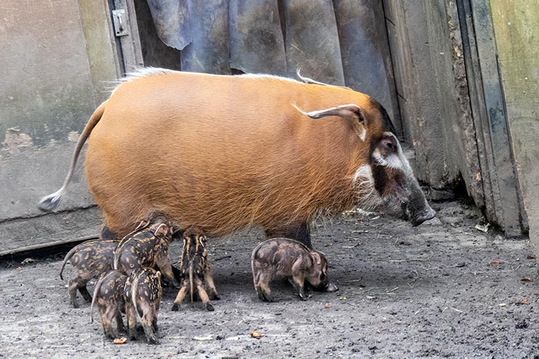 Pinselohrschwein-Zucht-Sau SISSI mit sechs Ferkeln am 13. April 2024 auf der Außenanlage im Zoologischen Garten Wuppertal