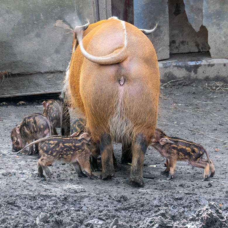 Pinselohrschwein-Zucht-Sau SISSI mit Ferkeln am 13. April 2024 auf der Außenanlage im Wuppertaler Zoo