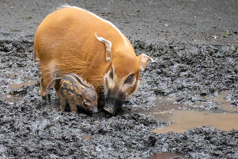 Pinselohrschwein mit Ferkel am 25. April 2024 auf der Außenanlage im Zoologischen Garten Wuppertal