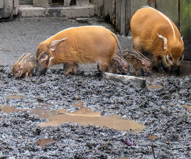Pinselohrschweine mit drei der fünf Ferkel am 25. April 2024 auf der Außenanlage im Wuppertaler Zoo