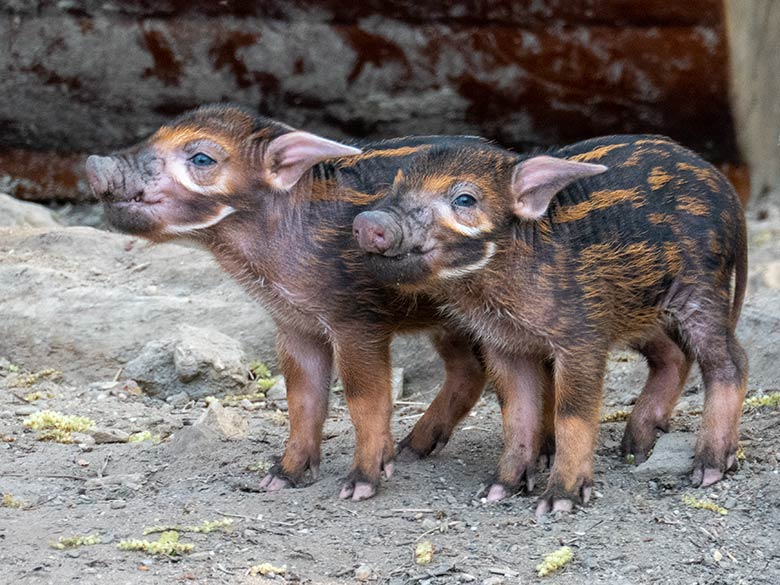 Pinselohrschwein-Ferkel am 11. April 2025 auf der Außenanlage im Wuppertaler Zoo