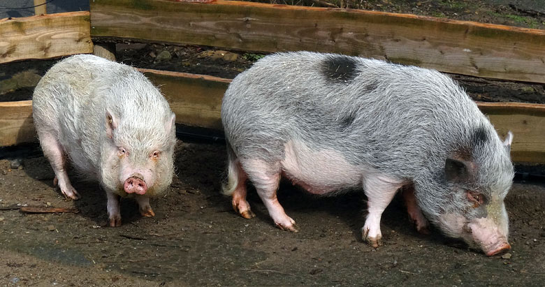 Göttinger Minipigs am 6. März 2016 im JuniorZoo im Zoologischen Garten der Stadt Wuppertal