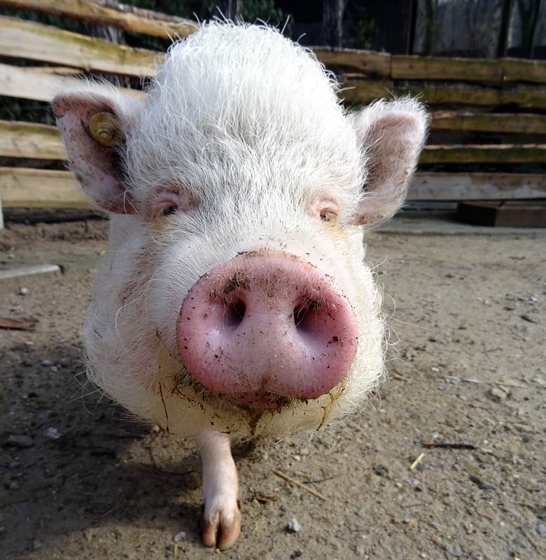 Männliches Göttinger Minipig am 6. März 2016 im JuniorZoo im Zoo Wuppertal