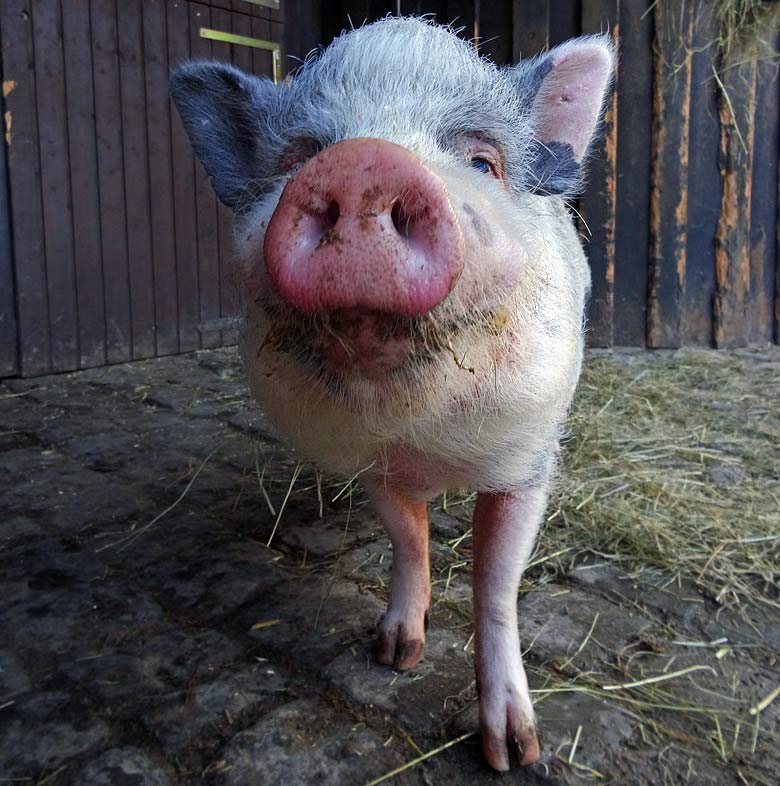 Weibliches Göttinger Minipig am 6. März 2016 im JuniorZoo im Wuppertaler Zoo