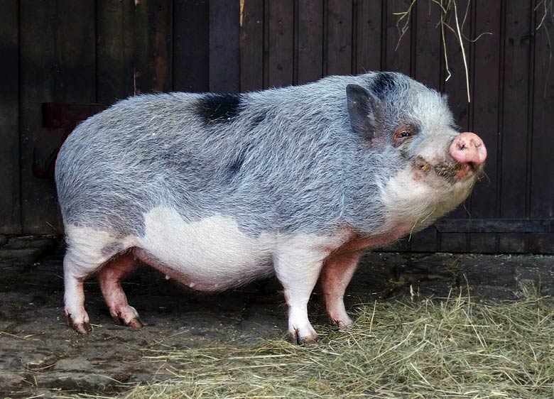 Göttinger Minipigsau am 6. März 2016 im JuniorZoo im Grünen Zoo Wuppertal