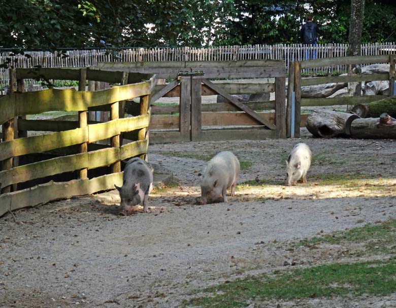 Drei Mini-Schweine am 24. September 2016 im Zoologischen Garten der Stadt Wuppertal