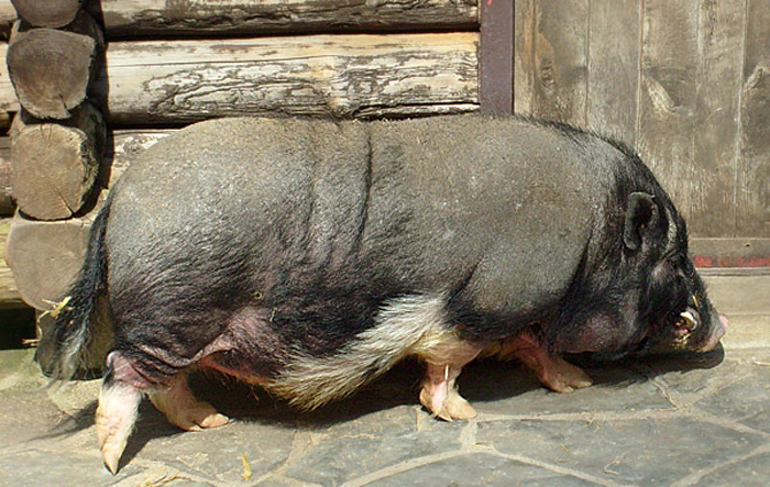 Hängebauchschwein im Wuppertaler Zoo im April 2008