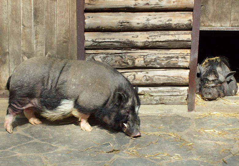 Hängebauchschwein im Zoologischen Garten Wuppertal im April 2008