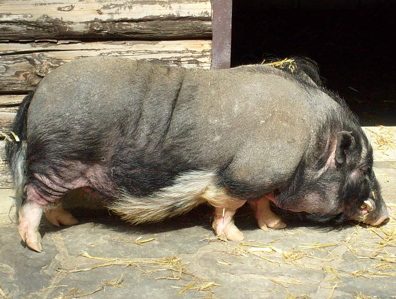 Hängebauchschwein im Zoo Wuppertal im April 2008