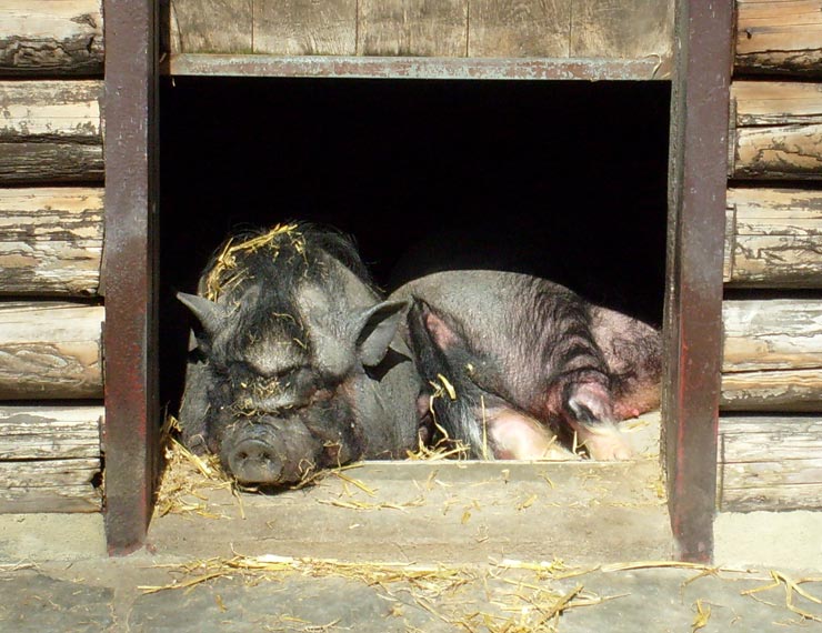 Hängebauchschwein im Zoologischen Garten Wuppertal im April 2008