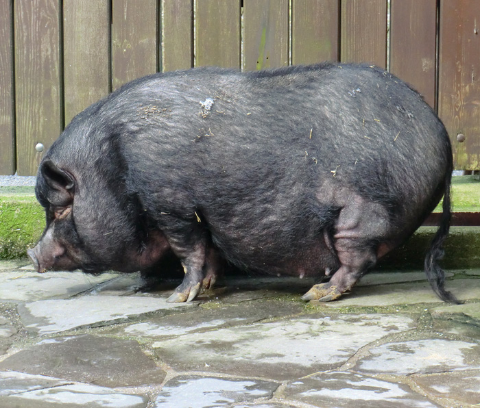 Hängebauchschwein im Wuppertaler Zoo im März 2012