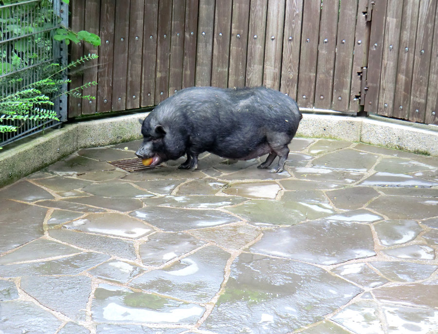 Hängebauchschwein im Wuppertaler Zoo im Mai 2012