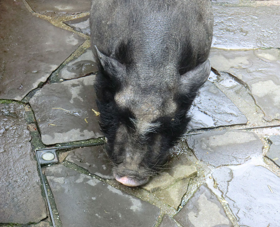 Hängebauchschwein im Zoo Wuppertal im Mai 2012