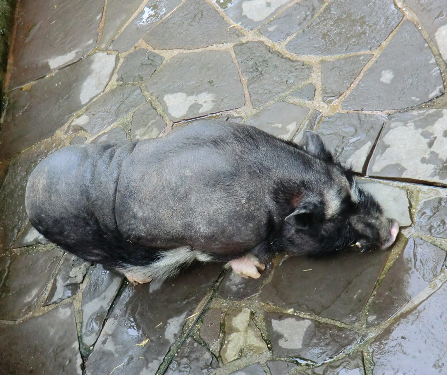 Hängebauchschwein im Zoologischen Garten Wuppertal im Mai 2012