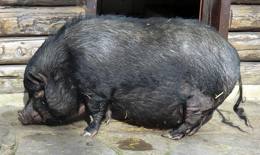 Hängebauchschwein im Zoo Wuppertal im März 2014