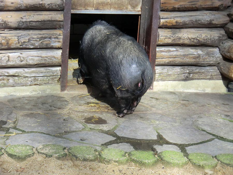 Hängebauchschwein im Zoologischen Garten Wuppertal im März 2014