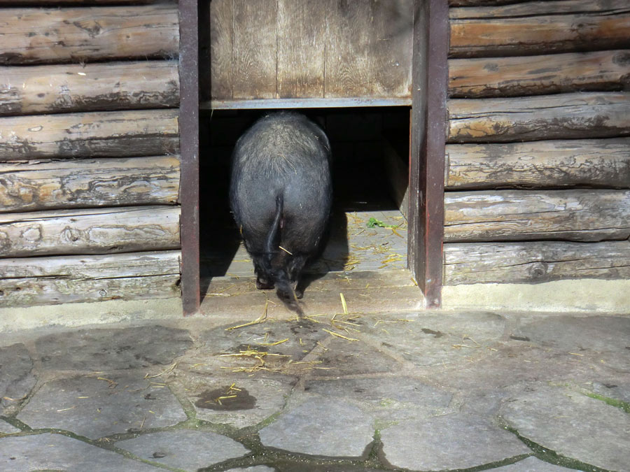 Hängebauchschwein im Wuppertaler Zoo im März 2014