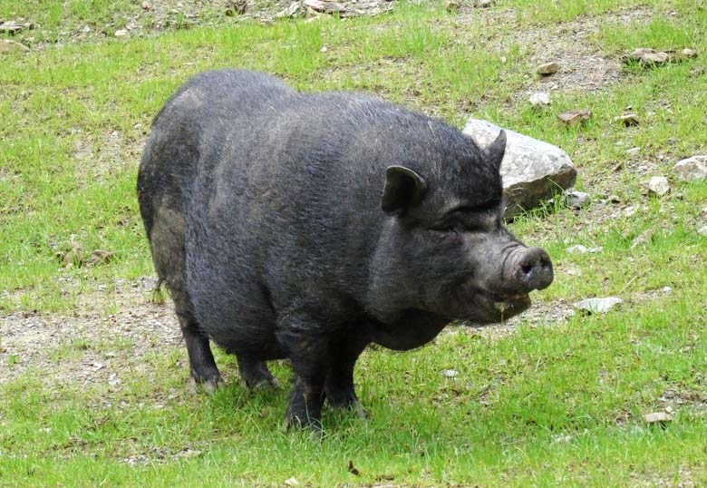 Hängebauchschwein ROSI am 1. Juli 2016 im Wuppertaler Zoo