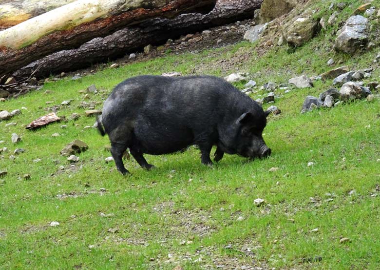 Hängebauchschwein ROSI am 1. Juli 2016 im Grünen Zoo Wuppertal