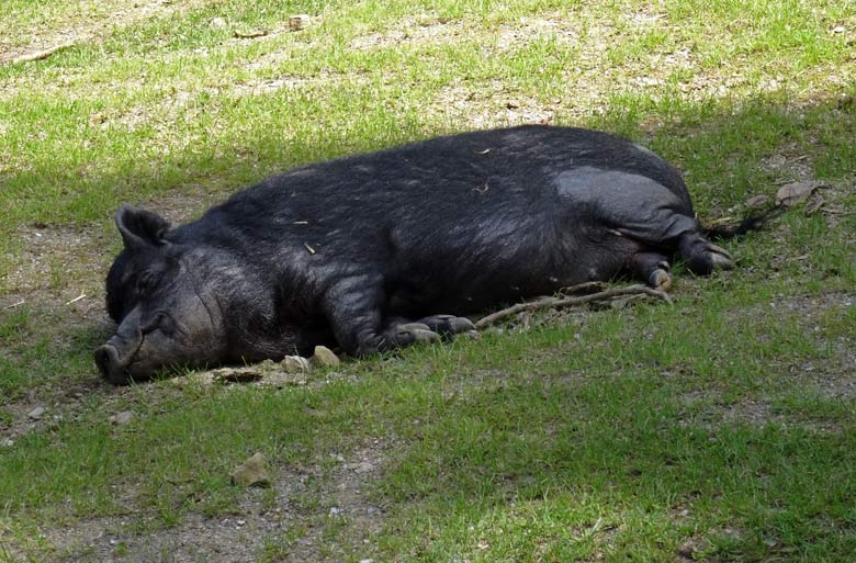 Hängebauchschwein ROSI am 7. Juli 2016 im Zoologischen Garten der Stadt Wuppertal