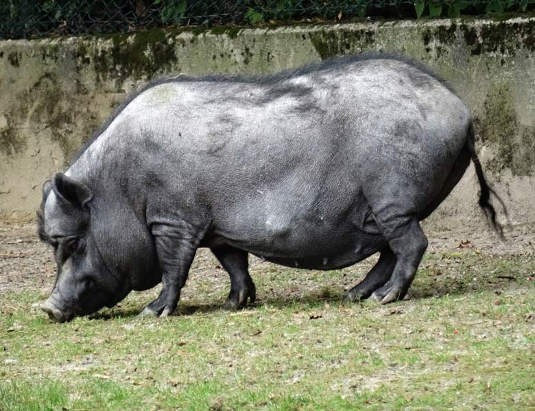 Hängebauchschwein ROSI am 17. September 2016 im Grünen Zoo Wuppertal