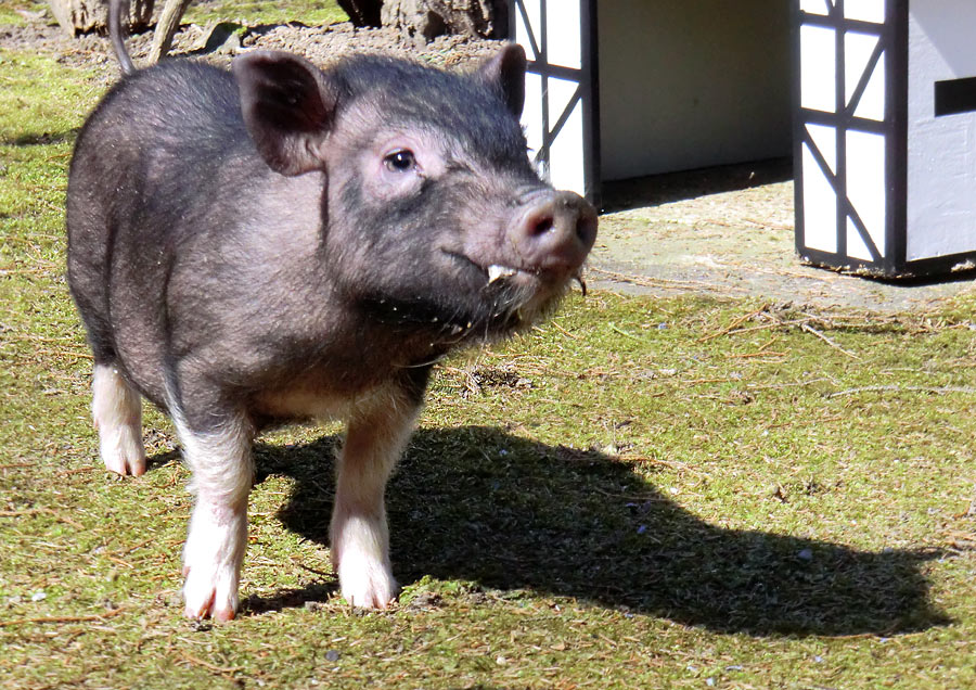 Mini-Schwein im Zoo Wuppertal im April 2013