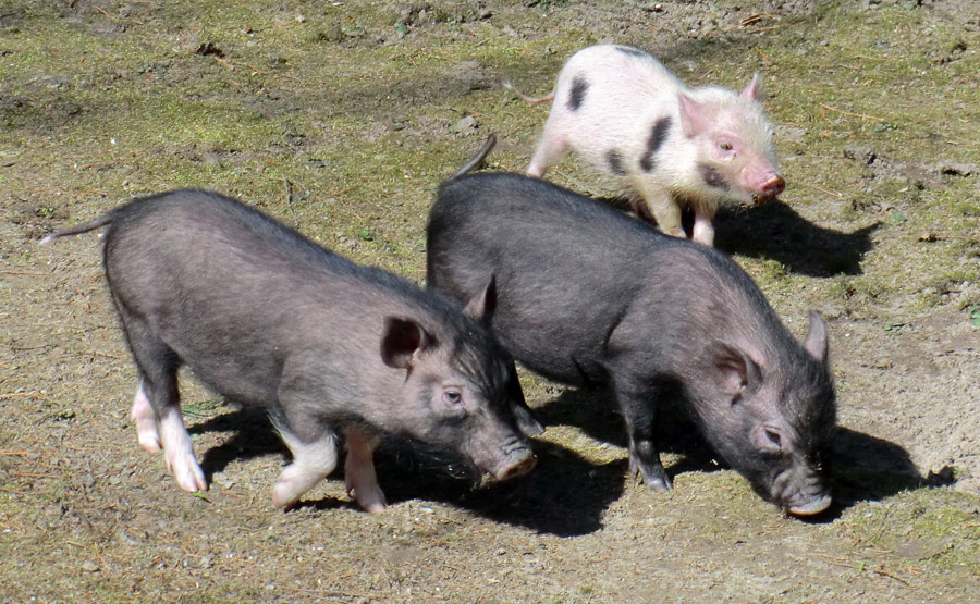 Mini-Schweine im Zoologischen Garten Wuppertal im April 2013