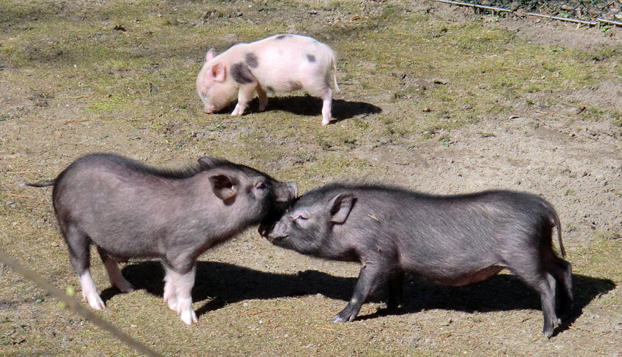 Mini-Schweine im Zoologischen Garten Wuppertal im April 2013