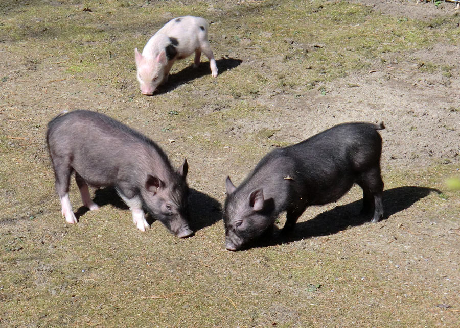 Mini-Schweine im Wuppertaler Zoo im April 2013