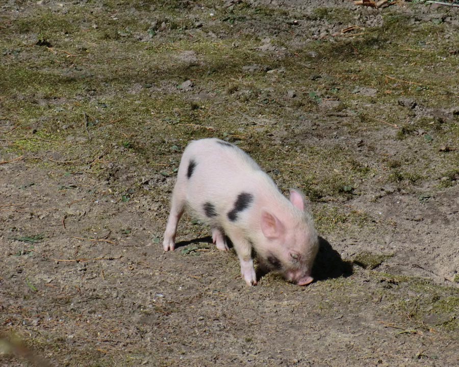 Mini-Schwein im Zoologischen Garten Wuppertal im April 2013