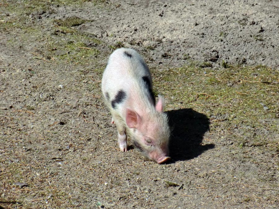 Mini-Schwein im Zoo Wuppertal im April 2013