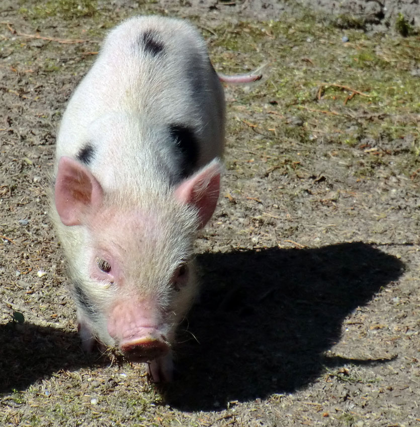 Mini-Schwein im Zoologischen Garten Wuppertal im April 2013