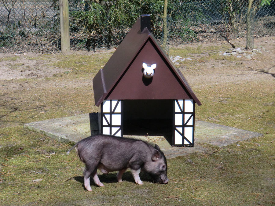 Mini-Schwein im Wuppertaler Zoo im April 2013