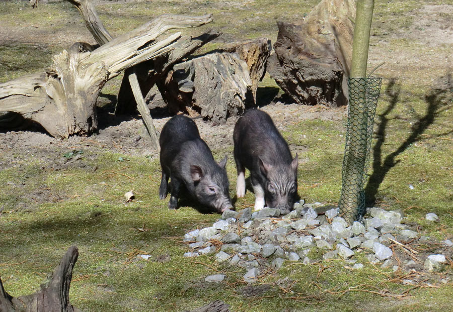 Mini-Schweine im Wuppertaler Zoo im April 2013