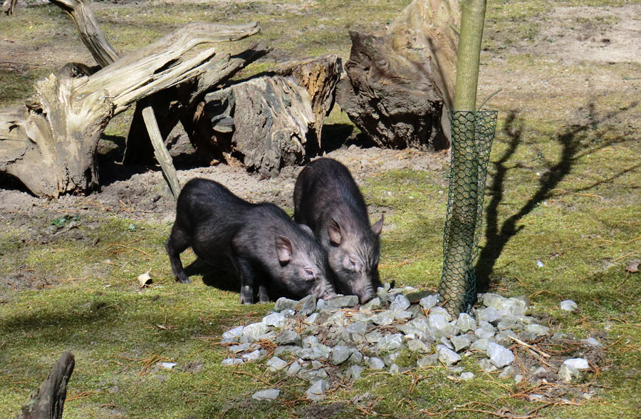 Mini-Schweine im Zoo Wuppertal im April 2013