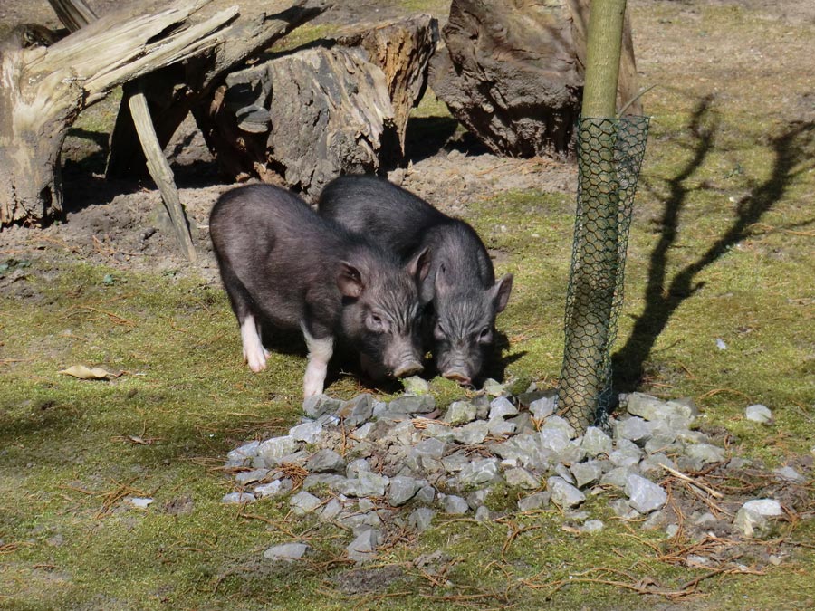 Mini-Schweine im Zoo Wuppertal im April 2013