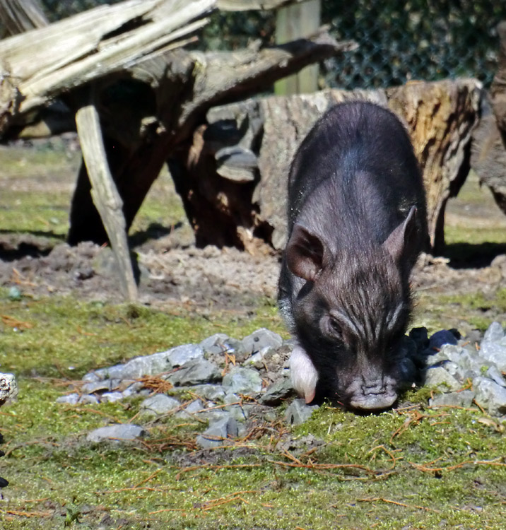 Mini-Schwein im Zoologischen Garten Wuppertal im April 2013