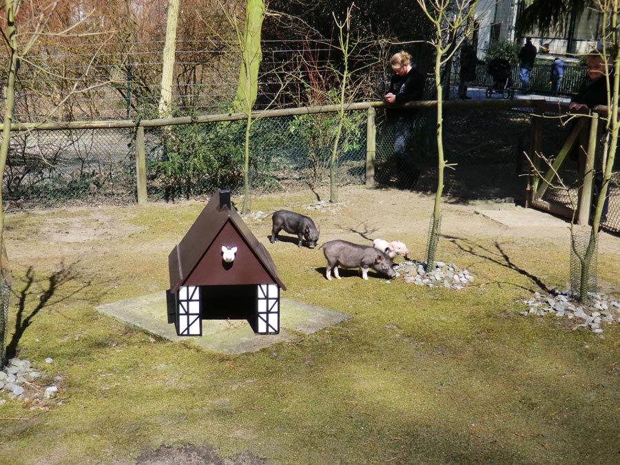 Mini-Schwein im Zoo Wuppertal im April 2013