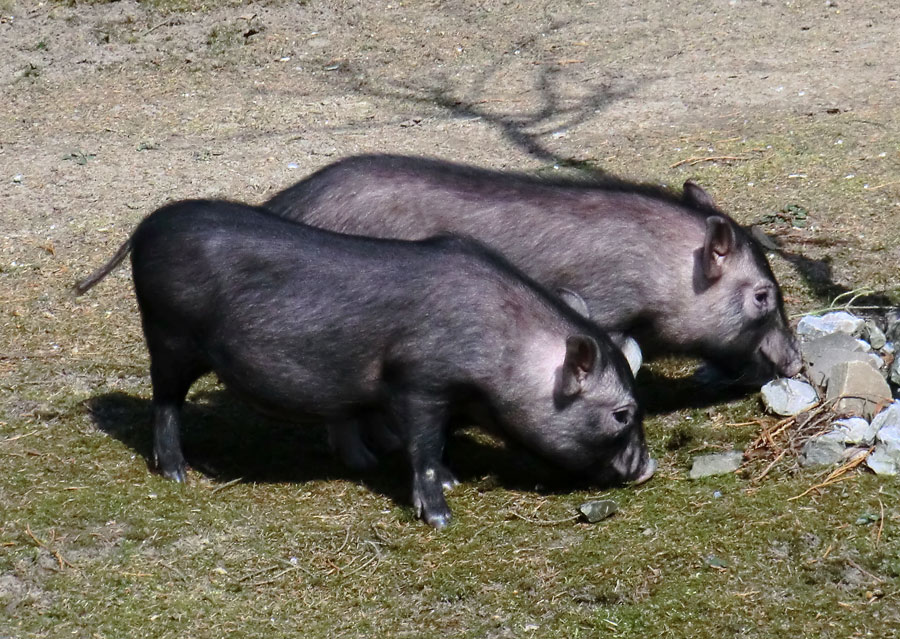 Mini-Schweine im Zoologischen Garten Wuppertal im April 2013